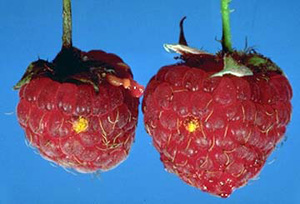 rust leaf late raspberries raspberry fruit orange powder leaves them tactics disease management red